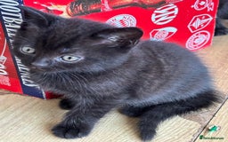 Mixed Breed cats for sale: Litter of mixed breed with British blue father  - Image 18