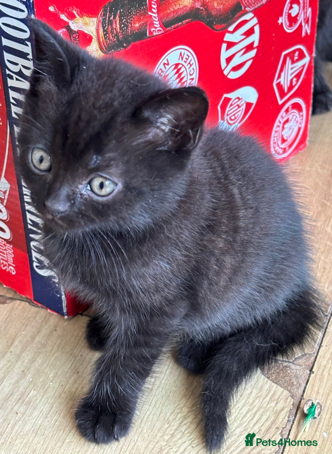 Mixed Breed cats for sale: Litter of mixed breed with British blue father  - Image 18