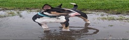 English Bull Terrier dogs for stud: Two very stunning boys for stud in Fordingbridge - Advert 6