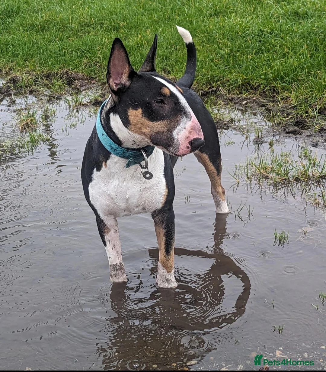 English Bull Terrier dogs for stud: Two very stunning boys for stud in Fordingbridge - Advert 6