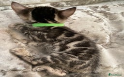 Bengal cats for sale: Silver and Brown Pedigree Bengal Kittens For Sale  - Image 6