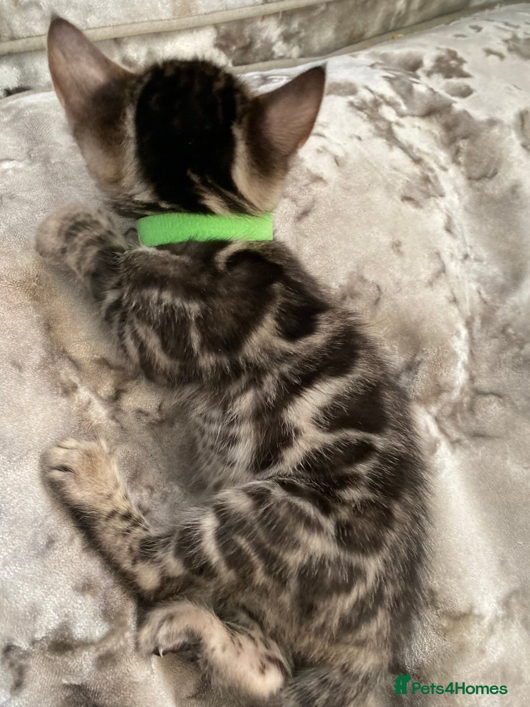 Bengal cats for sale: Silver and Brown Pedigree Bengal Kittens For Sale  - Image 6