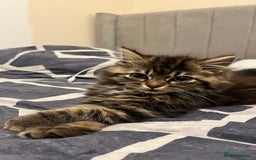 Siberian cats for sale: Purebred Siberian  - Image 1