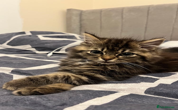 Siberian cats - Advert 1