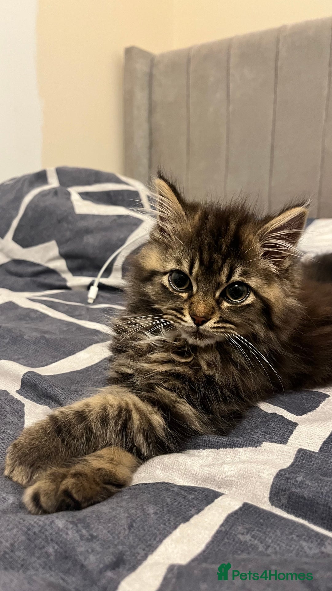 Siberian cats for sale: Purebred Siberian  - Image 1