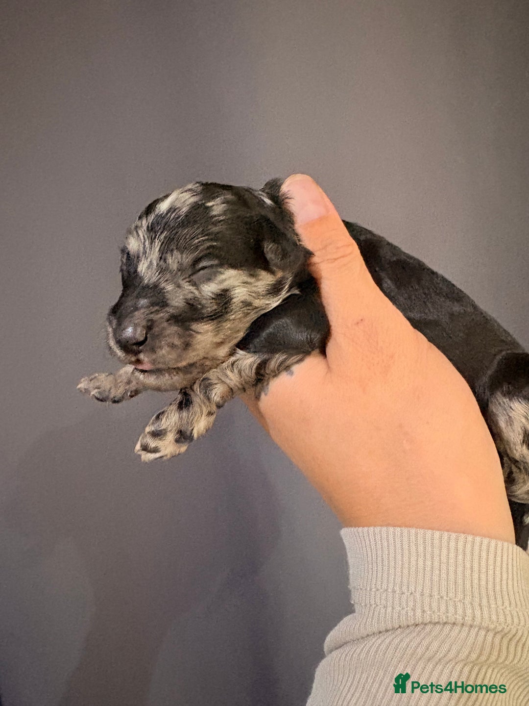 Goldendoodle dogs for sale: Superb litter of Mini Goldendoodle puppies  - Image 25