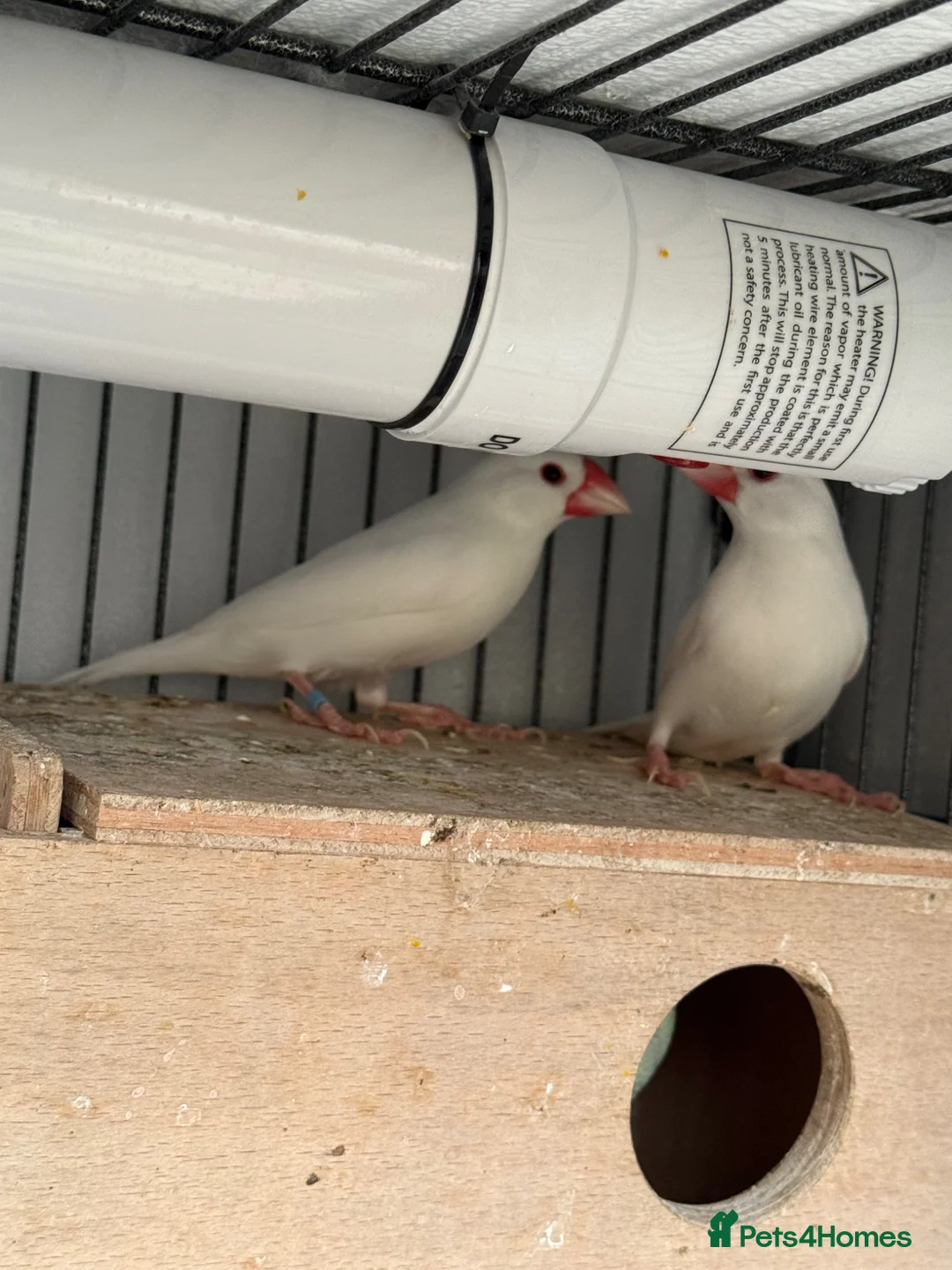 Finches birds for sale: Java Finches in London - Advert 1
