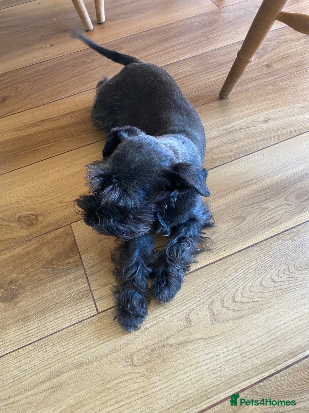 Miniature Schnauzer dogs for sale: Mrs Christiane Harrison  - Image 7