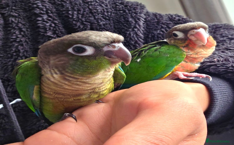 Conures birds - Advert 3