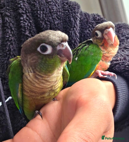 Conures birds - Advert 17