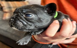 French Bulldog dogs for sale: 9 Beautiful French Bulldog Puppies for Sale - Image 20