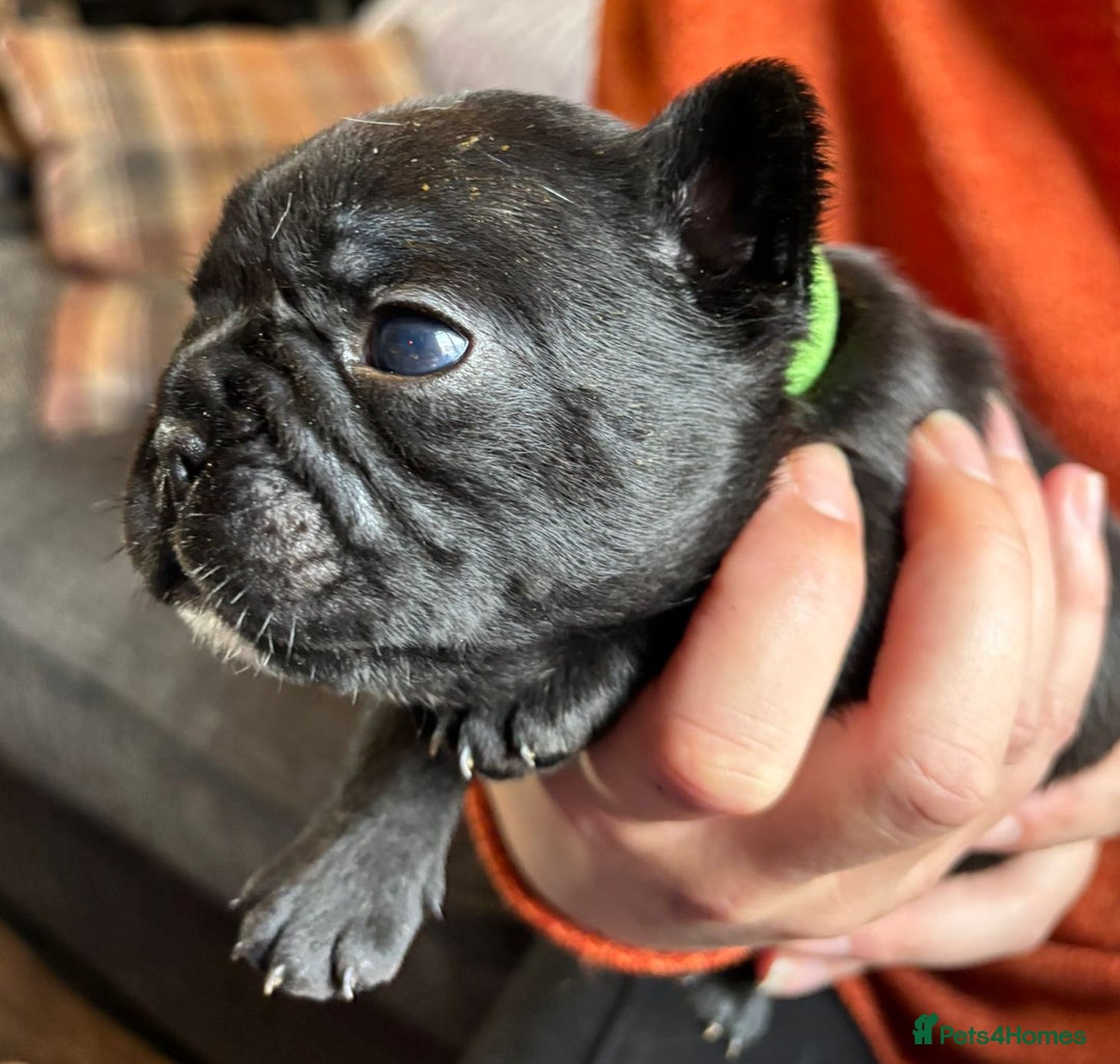 French Bulldog dogs for sale: 9 Beautiful French Bulldog Puppies for Sale - Image 20