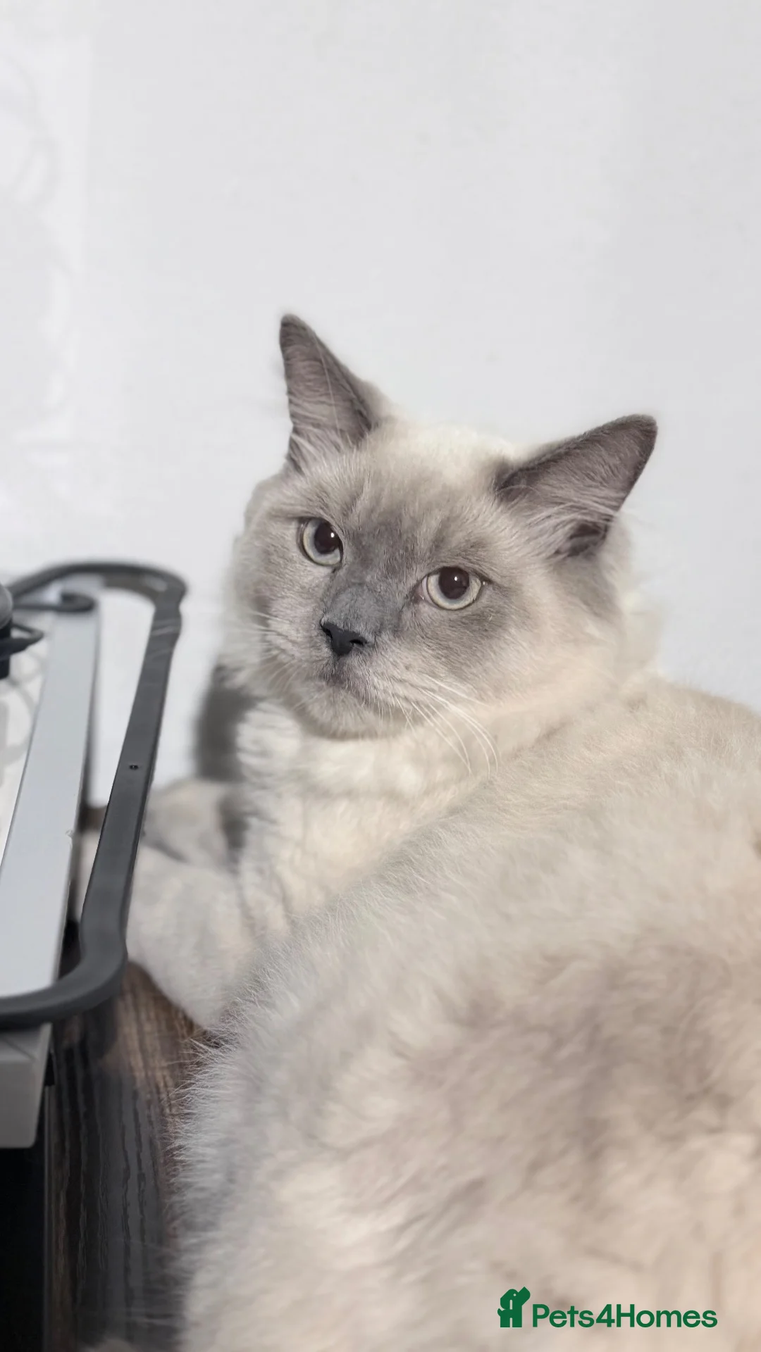 Scottish Fold cats for sale: Rio is lovely  & Ready for New Home - Advert 2