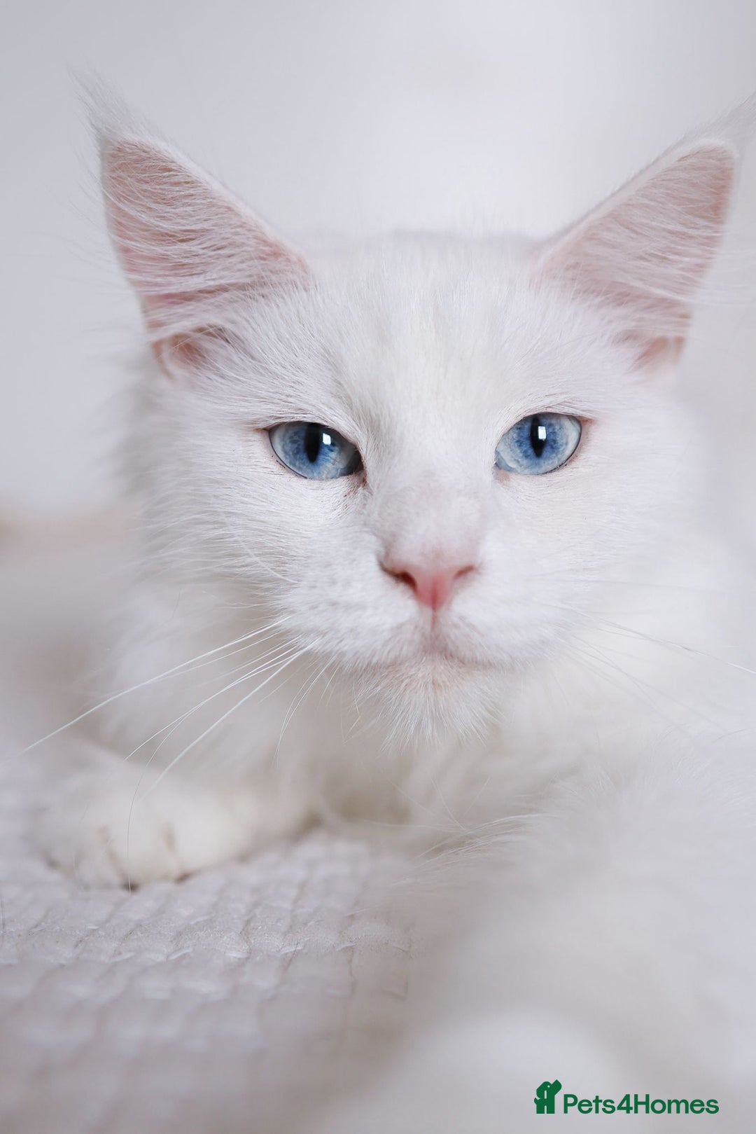 Maine Coon cats for sale: Female Maine Coon for Sale. - Advert 2