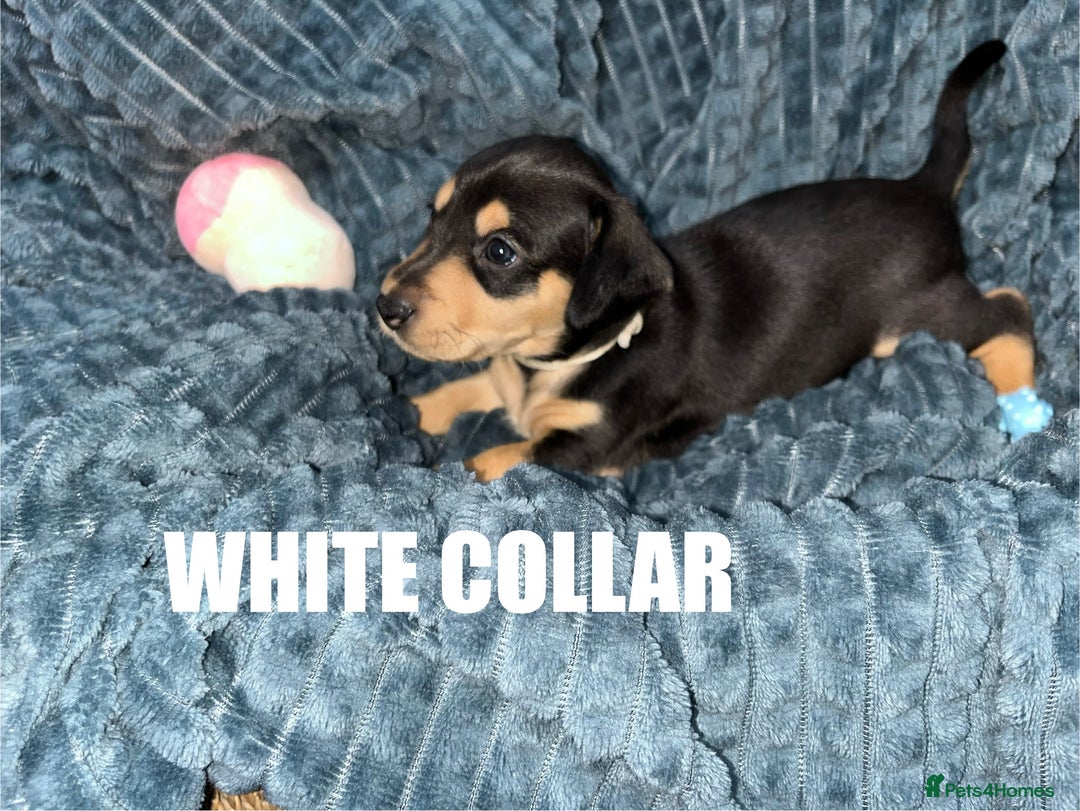 Miniature Dachshund dogs for sale: Miniature Dachshunds looking for perfect Home - Image 3