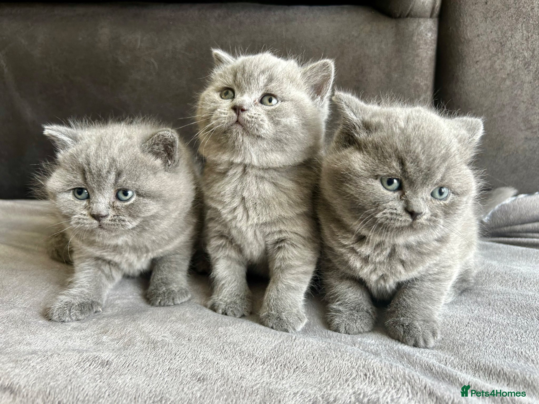 British Shorthair cats British Shorthair Kittens Raised with Love - Advert 1