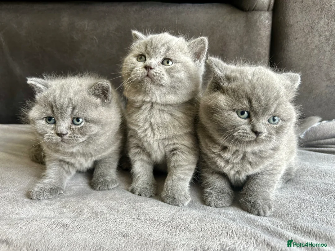 British Shorthair cats for sale: British Shorthair Kittens Raised with Love - Advert 1