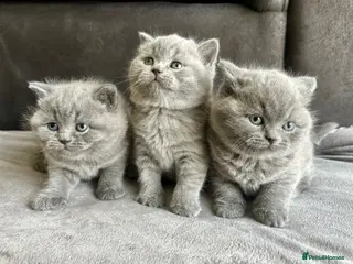 British Shorthair cats British Shorthair Kittens Raised with Love - Advert 3