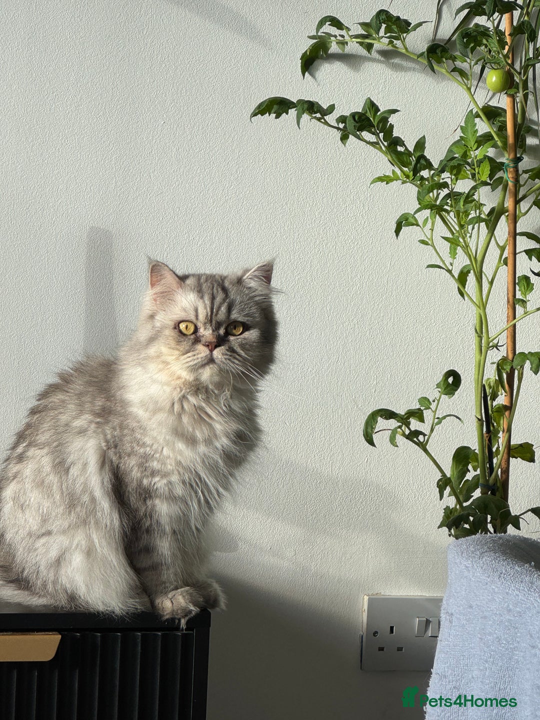 Persian cats for sale: Persian Cats  - Advert 10