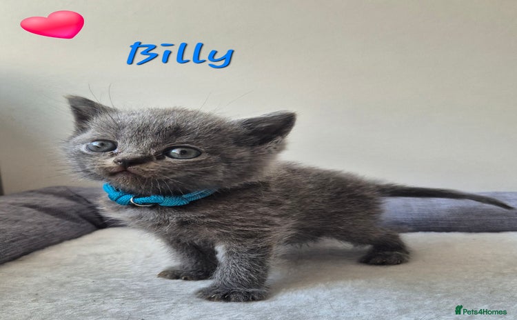 British Shorthair cats - Advert 15