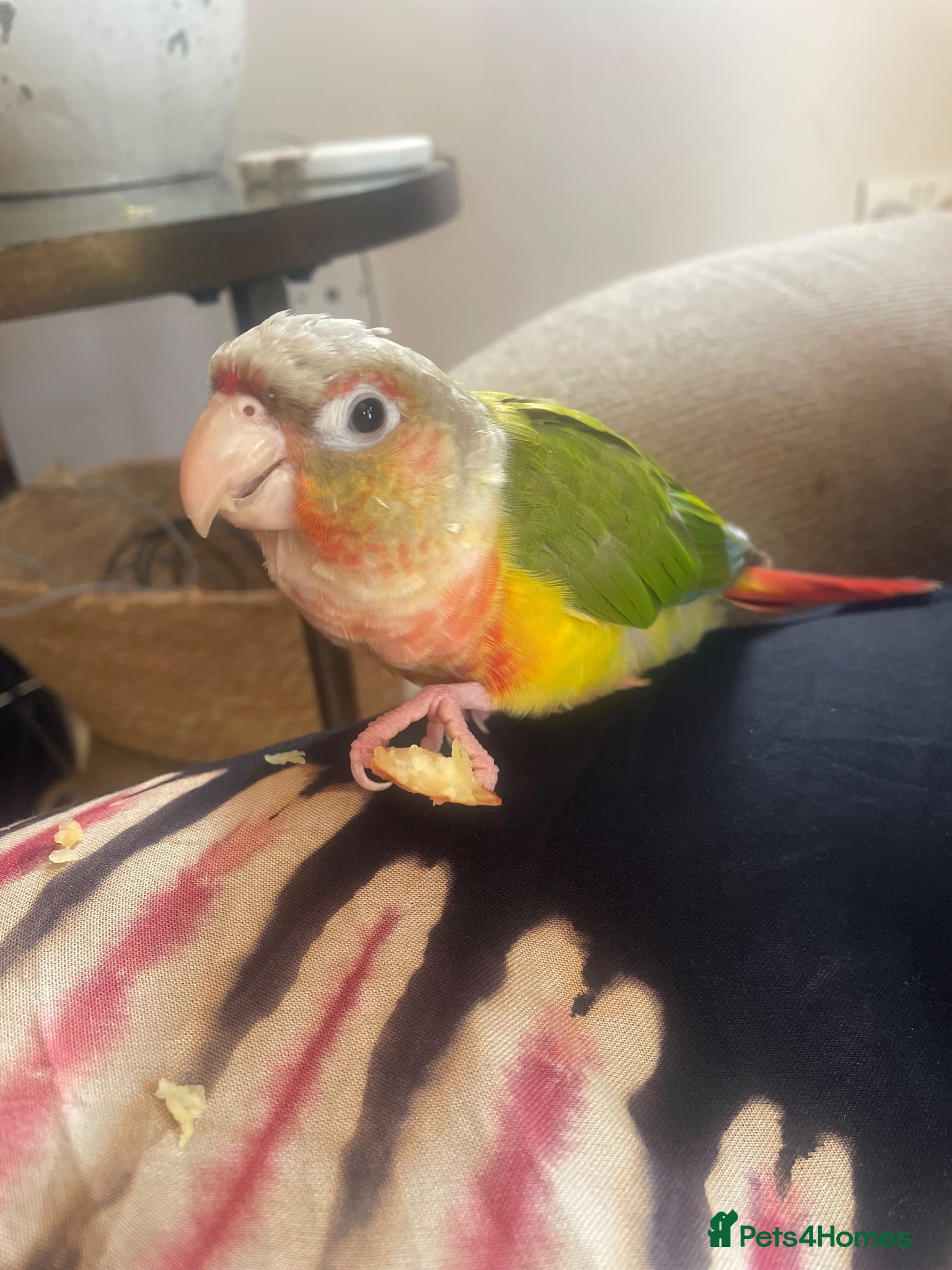 Conures birds Pineapple Green Cheek Conure  - Advert 2