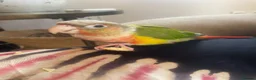 Conures birds for sale: Pineapple Green Cheek Conure  in Montgomery - Advert 2