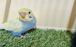 Budgerigars birds for sale: Beautiful baby budgies for sale  - Image 10