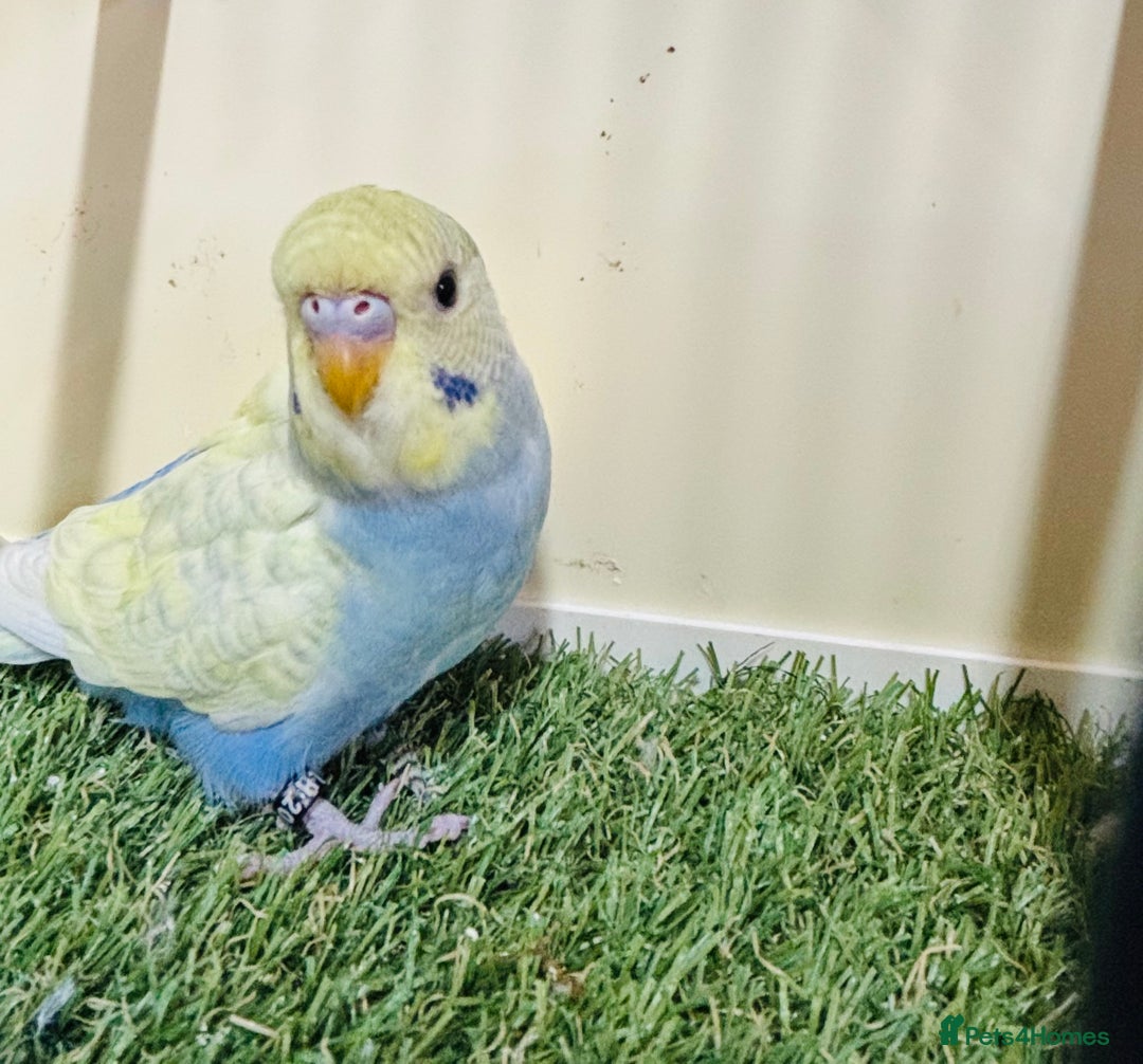 Budgerigars birds for sale: Beautiful baby budgies for sale  - Image 10