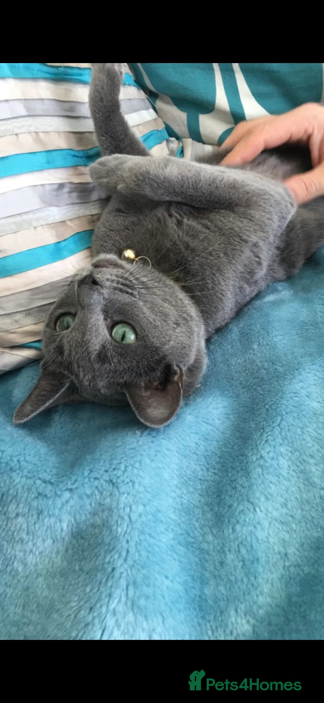 Russian Blue cats for sale: Full pedigree R/B girl  - Advert 2