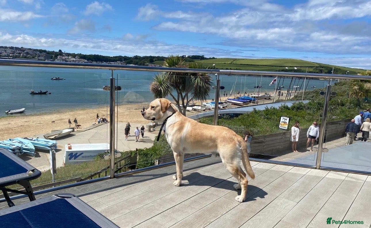 Labrador Retriever dogs for stud: 🐾💙 HANDSOME LABRADOR AVAILABLE FOR STUD💙🐾 - Advert 1