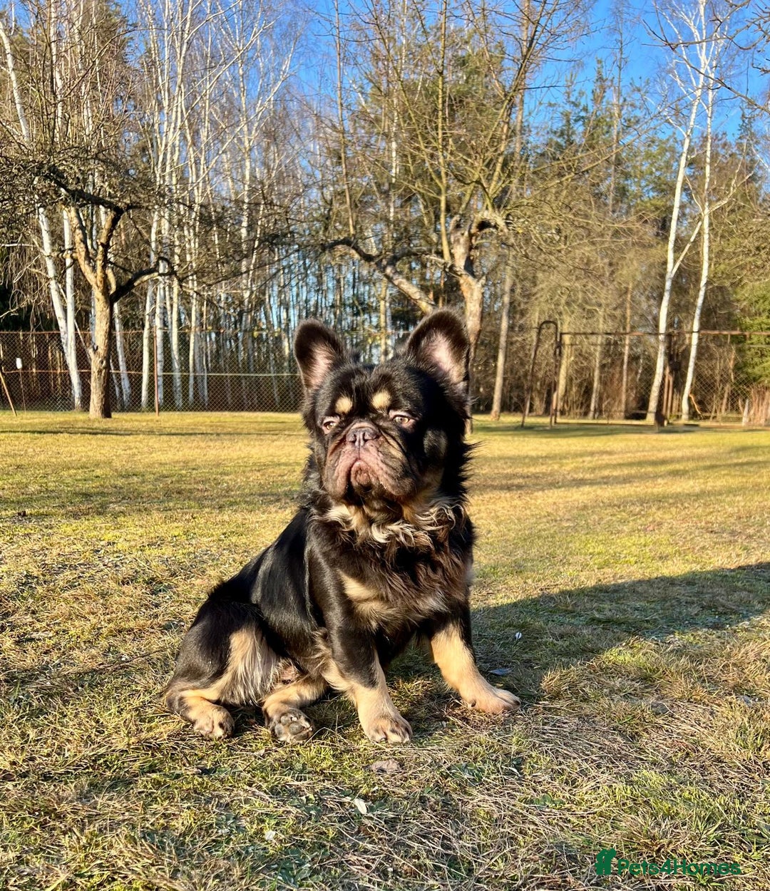 French Bulldog dogs for sale:   HIGH DNA FOR THE LOW ££ BR frenchie boys - Advert 14