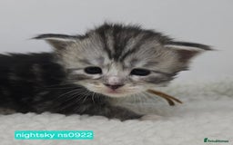 Maine Coon cats for sale: Maine Coon Kittens Silver Imported Shaded Lines - Image 16
