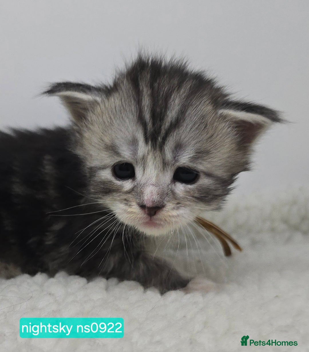 Maine Coon cats for sale: Maine Coon Kittens Silver Imported Shaded Lines - Image 16