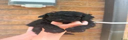 Cockapoo dogs for sale: Beautiful Mini F1B cockapoo puppies - Advert 4