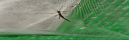 Stick Insects invertebrates for sale: Common stick insects - Advert 2