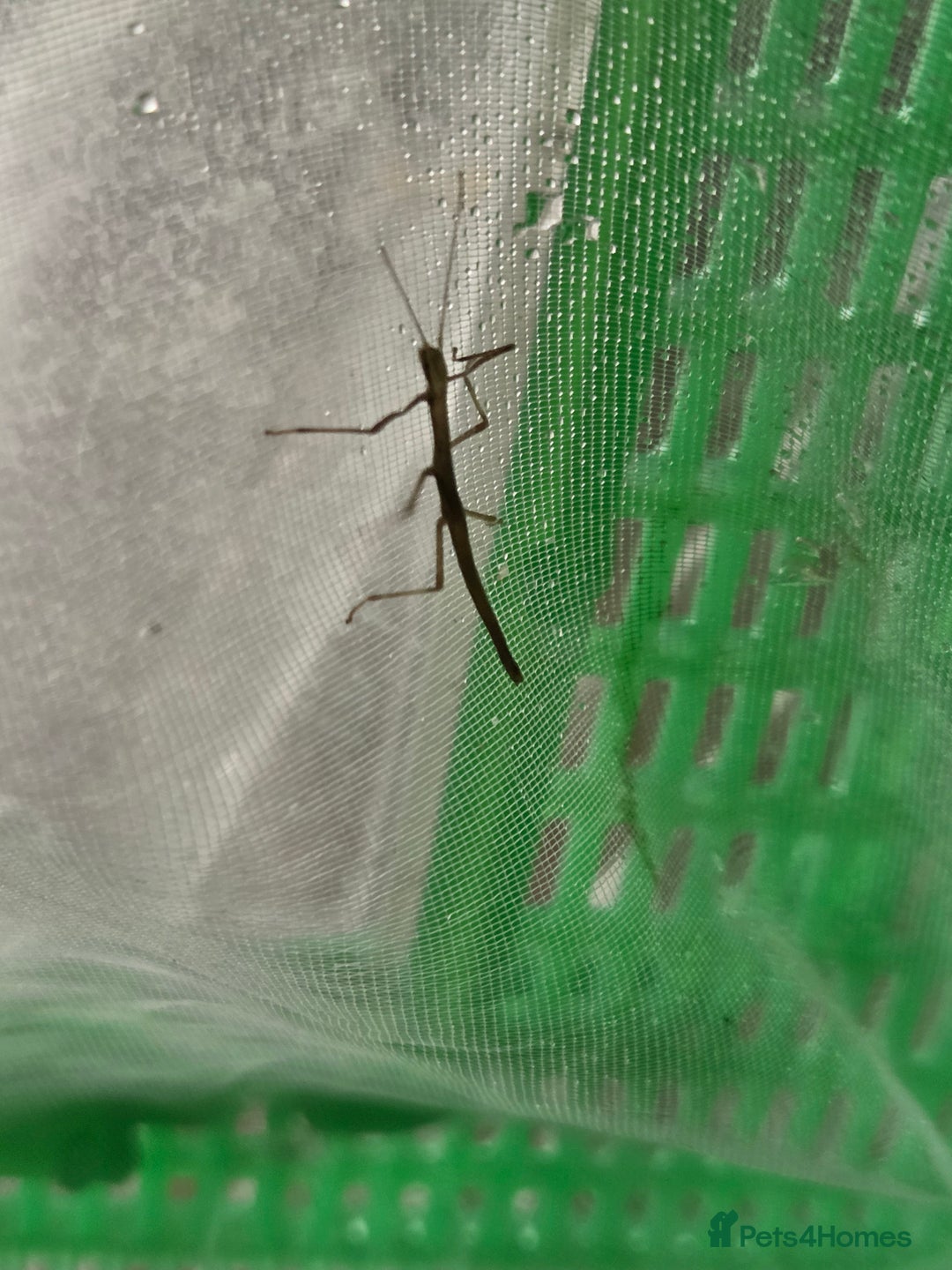 Stick Insects invertebrates for sale: Common stick insects - Image 2
