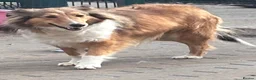 Shetland Sheepdog dogs for sale: Sable Shetland sheepdog girl  - Advert 3