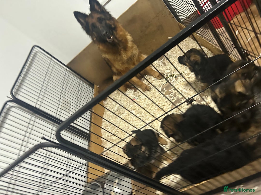 German Shepherd dogs for sale: Kc registered long haired GSD Puppy - Advert 28