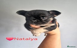 French Bulldog dogs for sale: Fluffy french bulldog puppies - Image 6