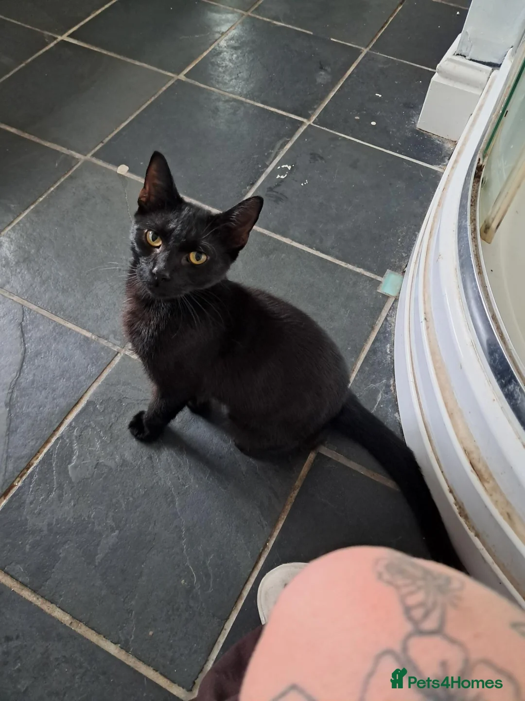 Mixed Breed cats for sale: Donnie and margot - Advert 4