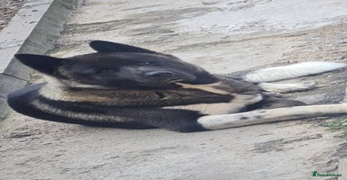 Akita dogs - Advert 12