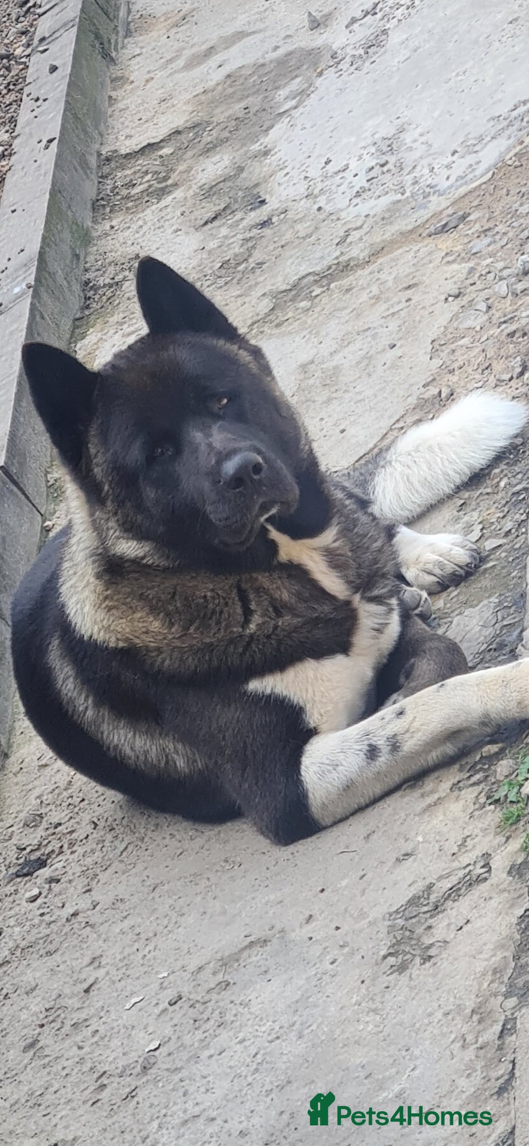 Akita dogs for sale: Male American Akita - Image 2