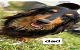 Mixed Breed dogs for sale: Dashound pups 8 weeks today 26 July  in Chesterfield - Image 9