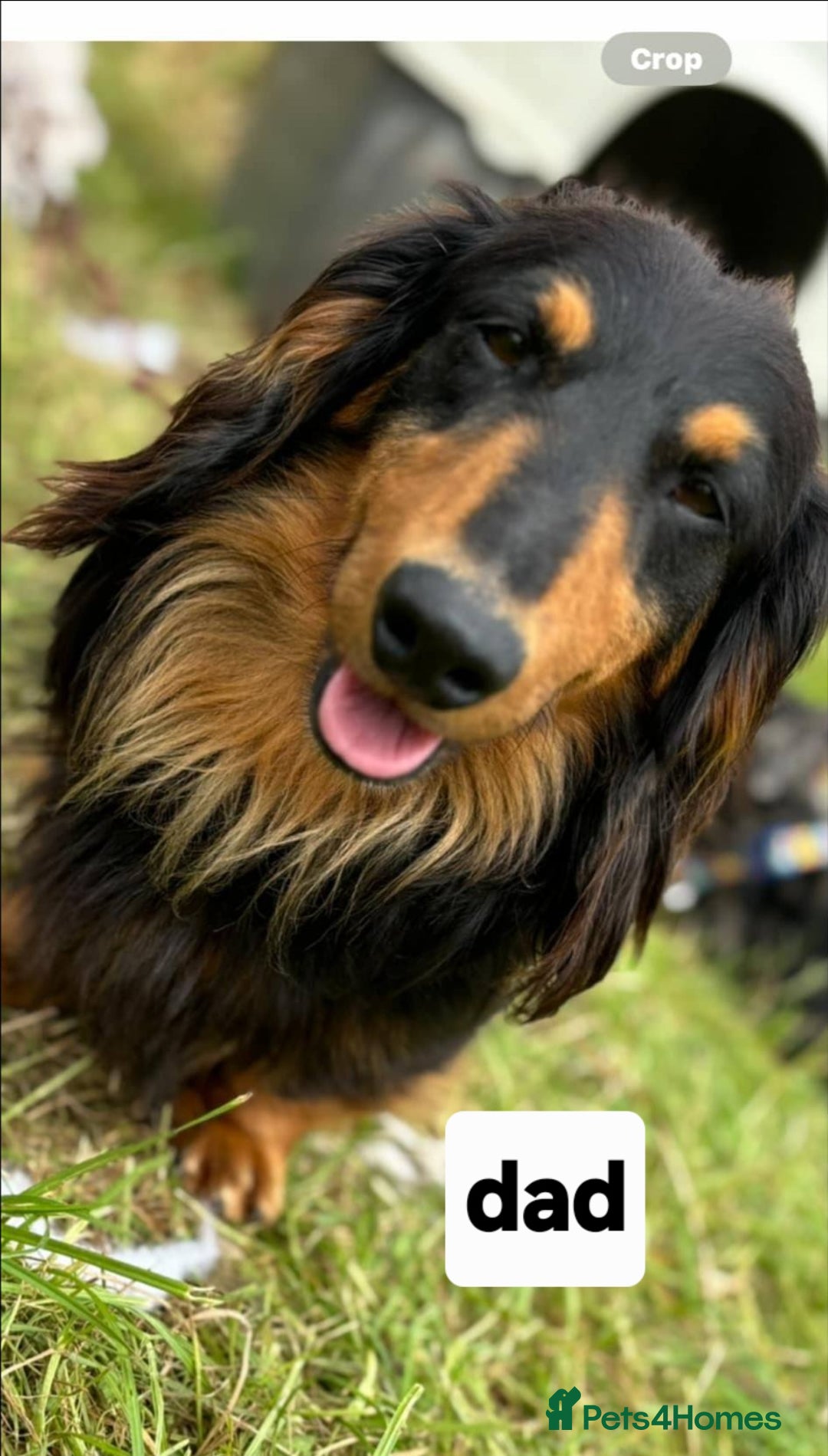Mixed Breed dogs for sale: Dashound pups 8 weeks today 26 July  in Chesterfield - Image 9