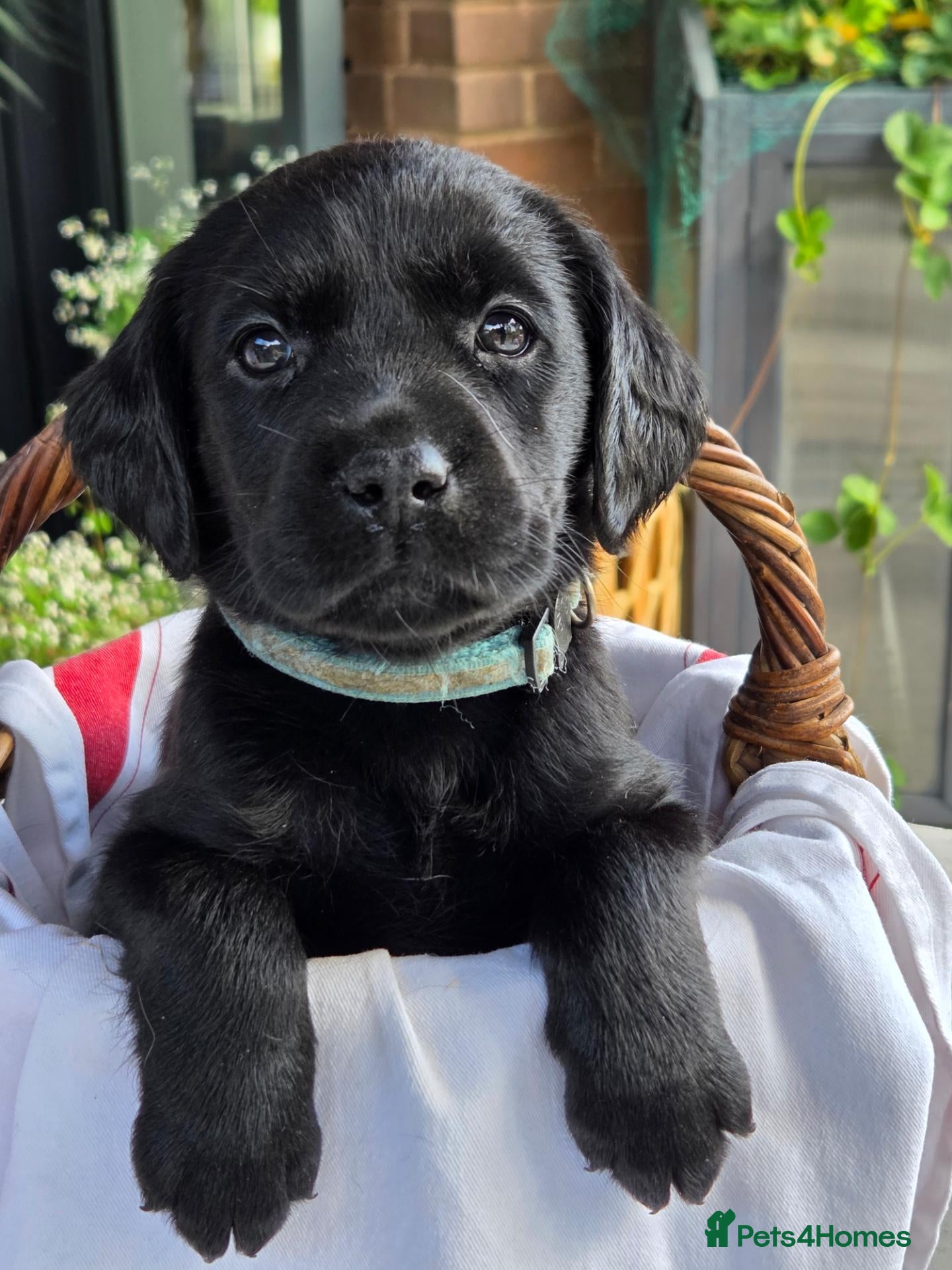 Labrador Retriever dogs Beautiful Labrador Puppies-2 girls remaining - Advert 1