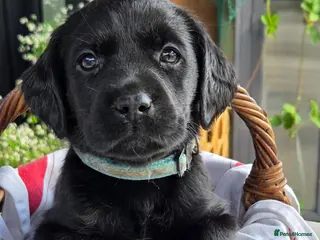 Labrador Retriever dogs Beautiful Labrador Puppies-2 girls remaining - Advert 1