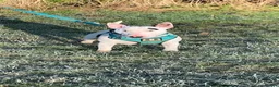 English Bull Terrier dogs for stud: english bull terrier  in Templecombe - Advert 2