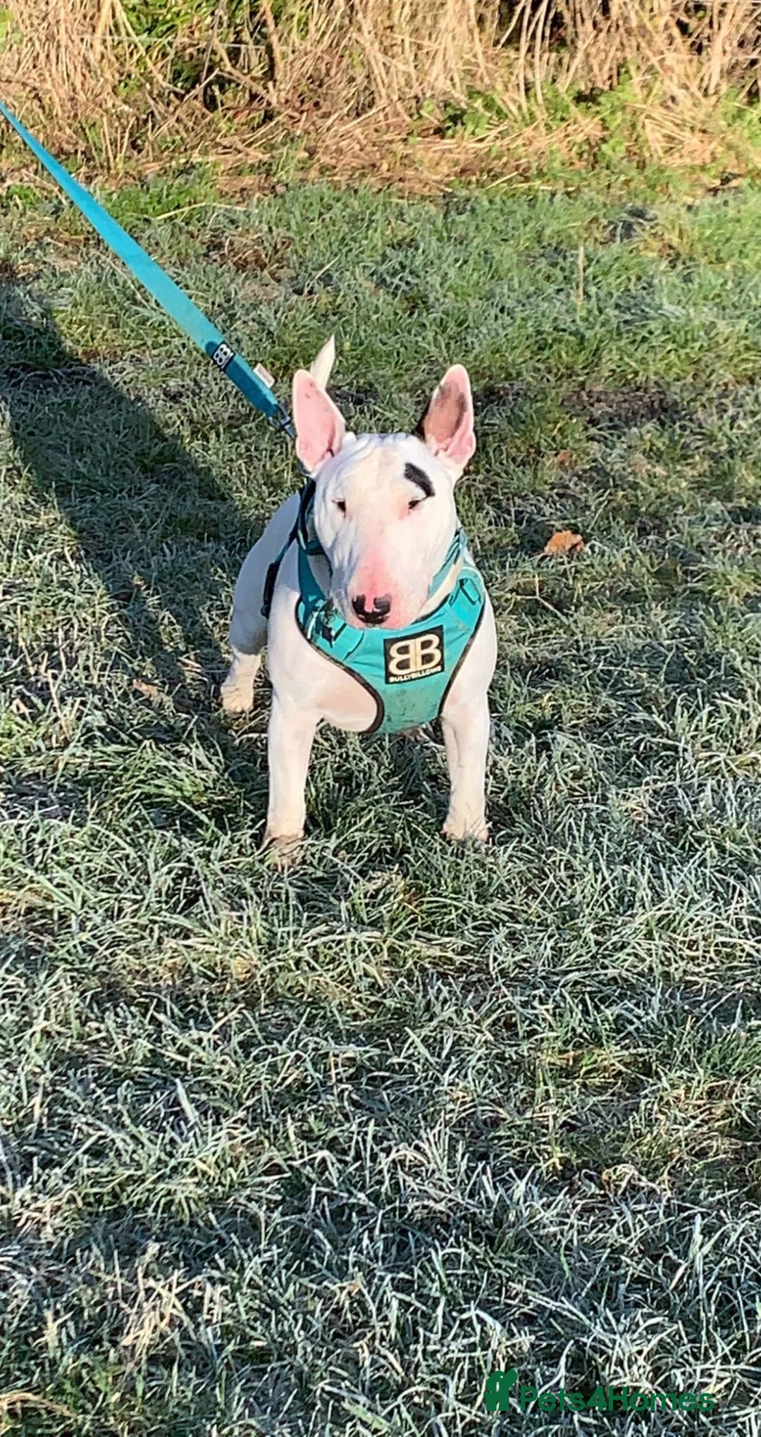 English Bull Terrier dogs for stud: english bull terrier  in Templecombe - Advert 2