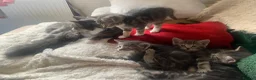 Mixed Breed cats for sale: For Sale Seven Georgeous Kittens - Advert 5