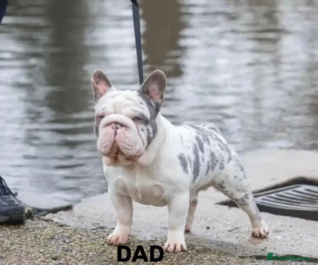 French Bulldog dogs for sale: 🌟FRENCH BULLDOG PUPPIES🌟 - Advert 12